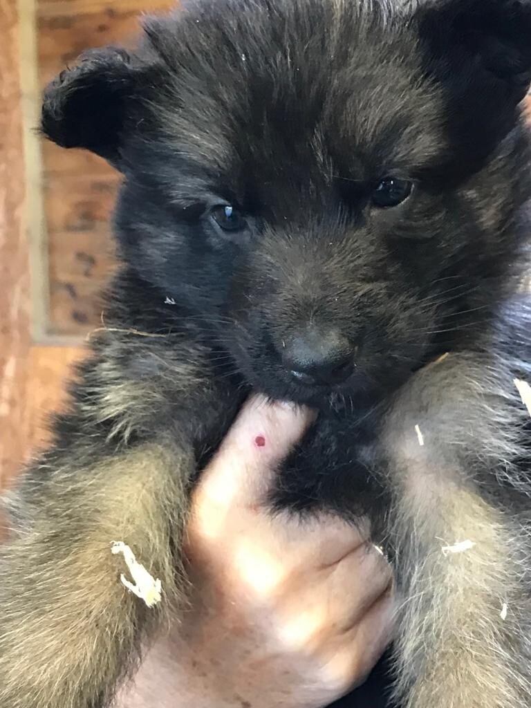 german shepherds for sale gumtree